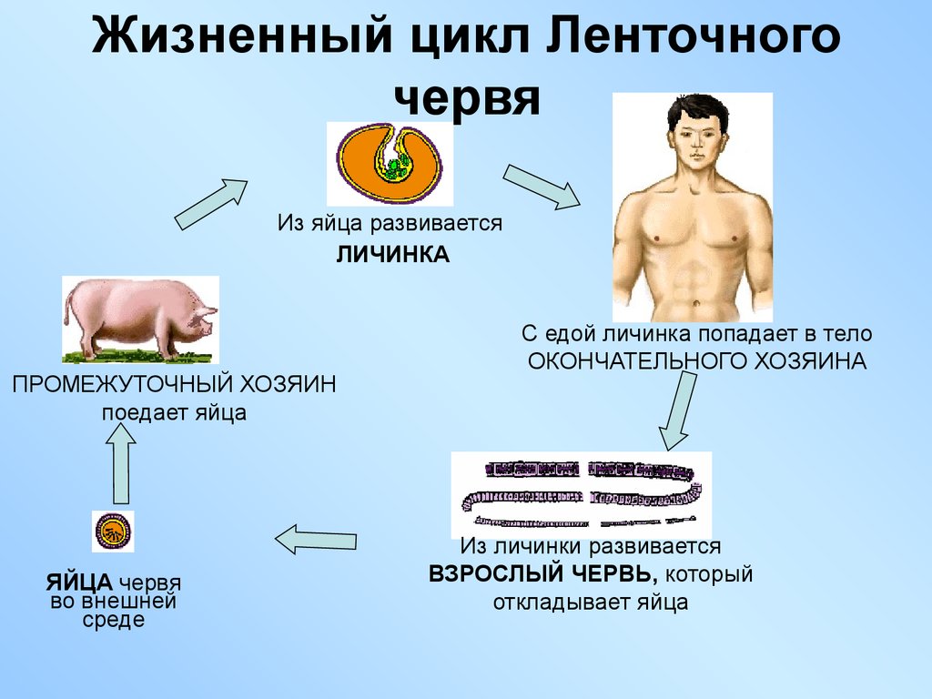 Каким образом попадают в окружающую яйца. Жизненный цикл ленточного червя схема. Цикл развития ленточных червей схема. Цикл развития ленточного червя схема. Класс ленточные черви жизненный цикл.